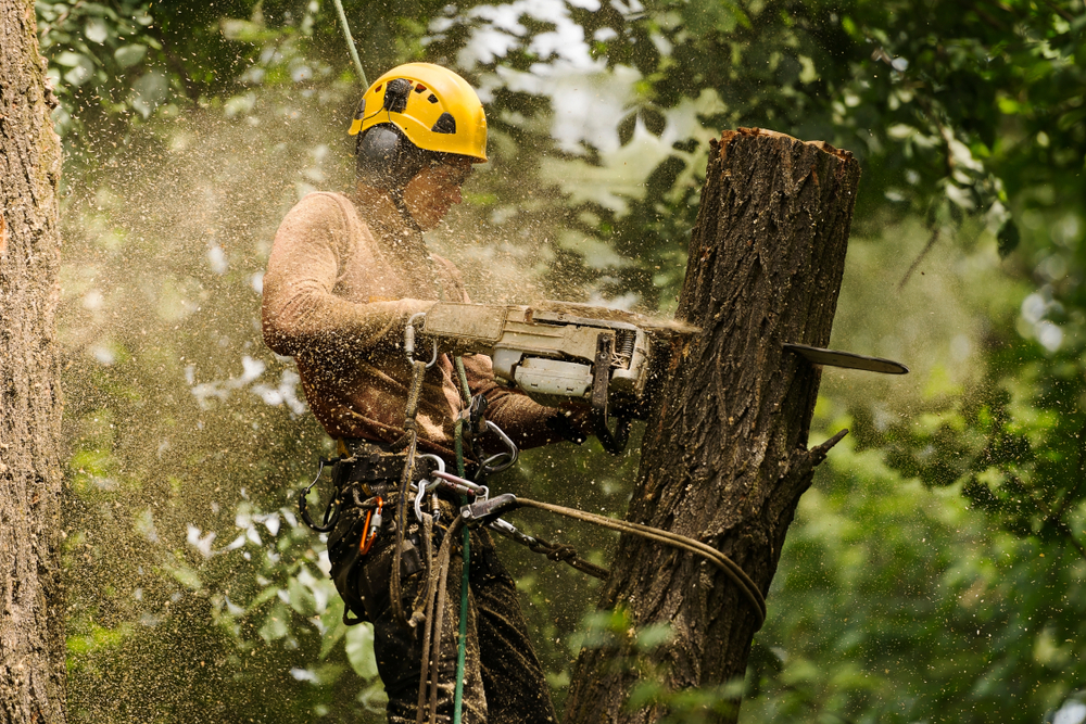 Arboricultores, podadores y desbrozadores